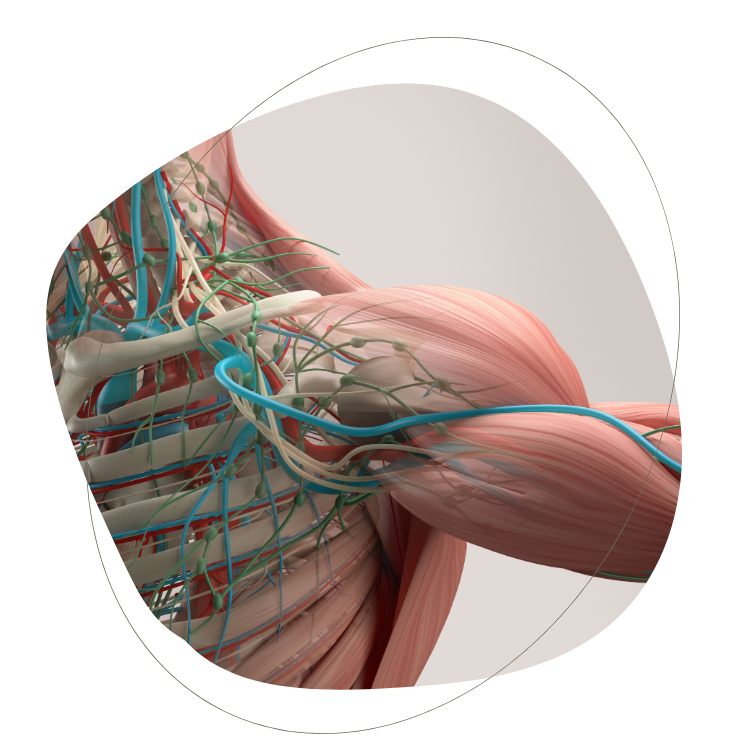 Anatomischer Aufbau eines Arms